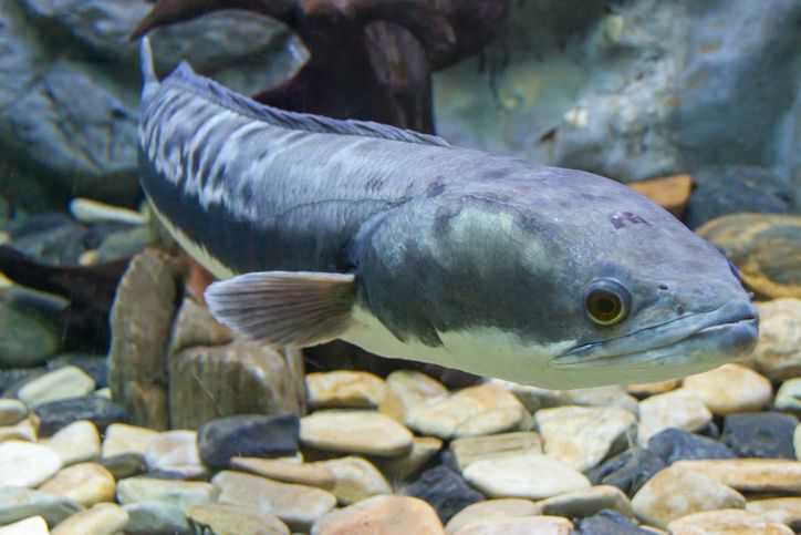 Ikan Gabus jadi Ikan Hias Seharga Rp 35 Juta, Ini Faktanya