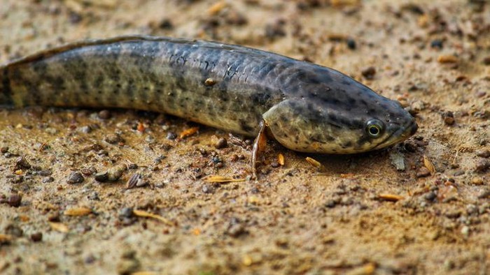 Ikan Gabus jadi Ikan Hias Seharga Rp 35 Juta, Ini Faktanya