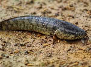 Ikan Gabus di Amerika Wajib Bernasib Nahas