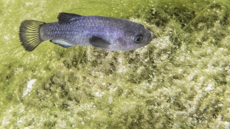 Ikan pupfish devils hole Ikan pupfish devils hole