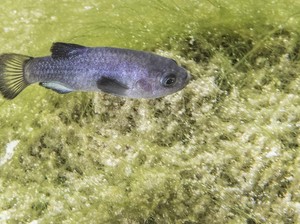 Ini Ikan Paling Kesepian, Tinggal di Lubang Setan