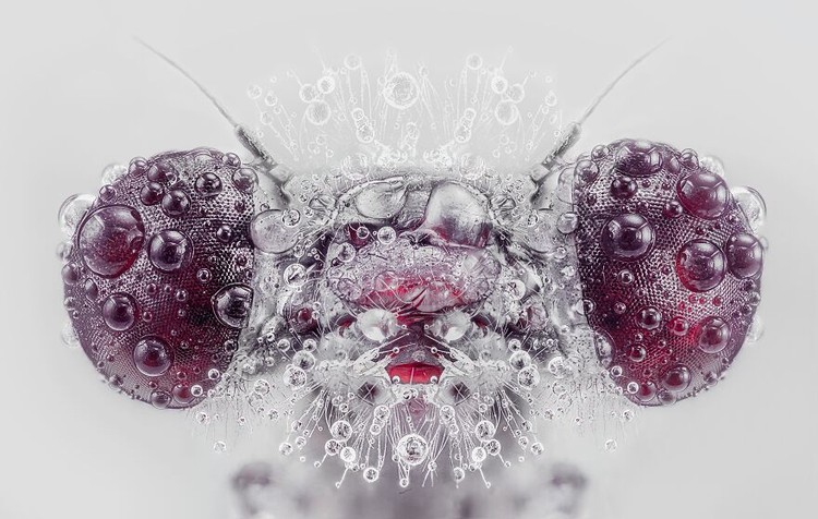 International Photography Awards 2020 International Photography Awards 2020