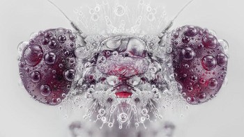 Karya Pedro Luis Ajuriaguerra Saiz, pemenang kategori Professional Nature Macro. Foto: International Photography Awards 2020