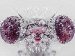 Karya Memukau Para Jawara International Photography Awards 2020