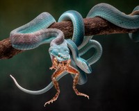 International Photography Awards 2020