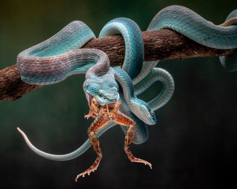International Photography Awards 2020