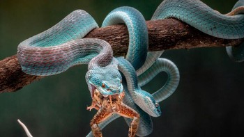 Karya Chin Leong Teo, pemenang kategori Professional Nature Other. Info teknis 1/125 sec, ISO 200, f22, Sony a6500.  Foto: International Photography Awards 2020