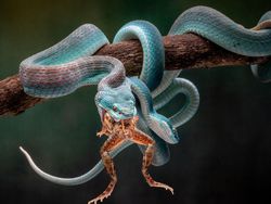 Karya Memukau Para Jawara International Photography Awards 2020