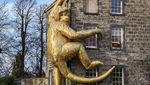 Potret Monyet Emas Hinggap di Edinburgh