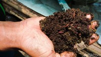 Budidaya cacing yang digeluti Maman masih skala kecil. Di bagian lain tempat pengolahan pupuk kotoran sapi, Maman membuat beberapa buah rak memanjang tempat menyemai benih cacing lumbricus yang dibeli seharga Rp 40 ribu perkilogram.