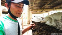 Maman meraup untung minimal Rp 1 juta per bulan.