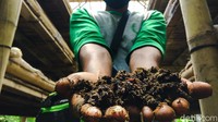 Pria warga Kampung Batuloceng, Desa Suntenjaya, Kecamatan Lembang, Kabupaten Bandung Barat, RT01/RW 10 itu gigih mengembangkan budidaya cacing jenis lumbricus. Sejak beberapa tahun silam, ia menekuni bisnis budidaya cacing di tempat pengolahan kotoran sapi menjadi pupuk tempatnya bekerja.