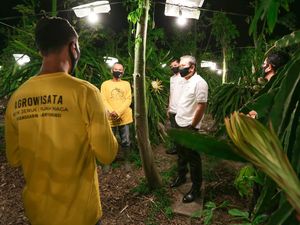 Program Elektrifikasi Buah Naga di Banyuwangi Raih Penghargaan
