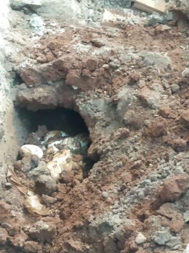 Puluhan telur ular ditemukan di gudang sebuah rumah warga Bekasi (Dok. Istimewa)