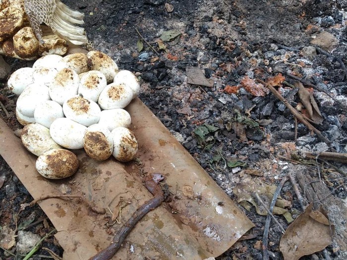 Puluhan telur ular ditemukan di gudang sebuah rumah warga Bekasi (Dok. Istimewa)