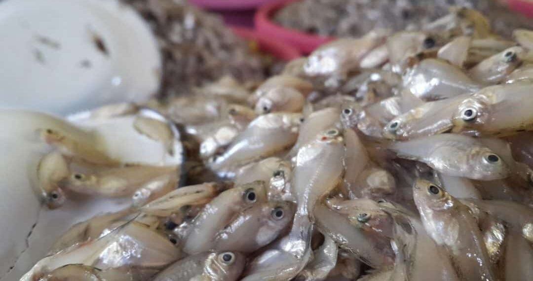 Sudah Kerja di Perusahaan Besar, Pemuda Ini Malah Pilih Jual Snack Ikan