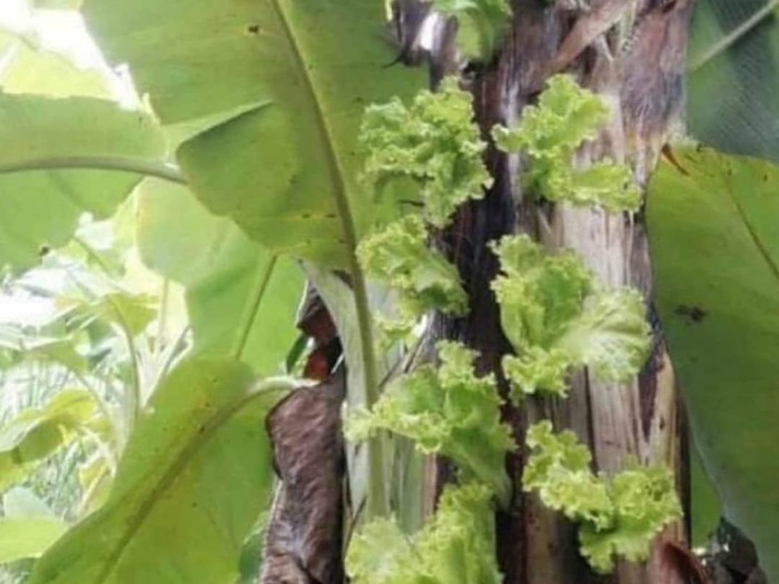 Tanam Sawi hingga Selada di Gedebog Pisang Tanam Sawi hingga Selada di Gedebog Pisang