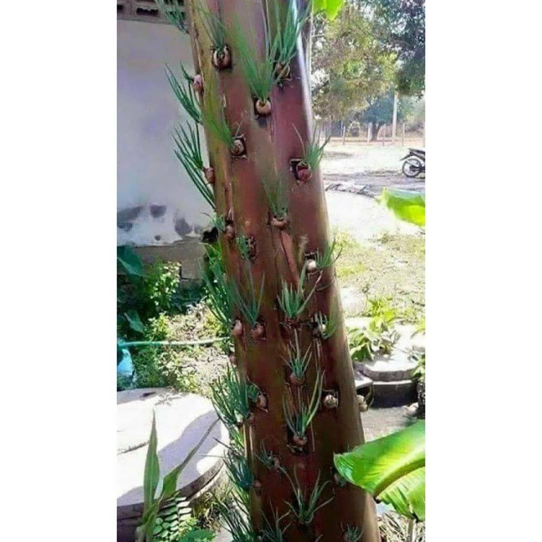 Tanam Sawi hingga Selada di Gedebog Pisang