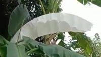 Daun Pisang Dibanderol Rp 800 Ribu, Netizen Rebutan Jualan di Jepang