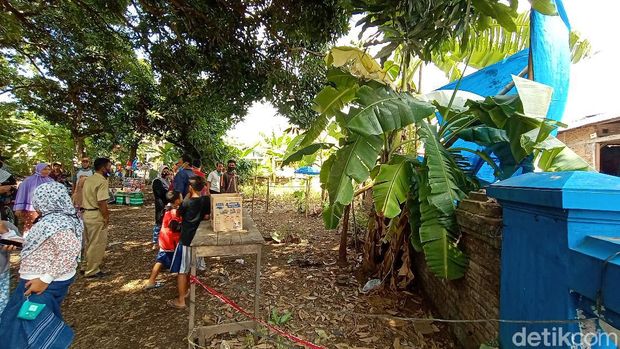 Geger Daun  Pisang  Berwarna  Putih  Disebut Mirip Kain Kafan 