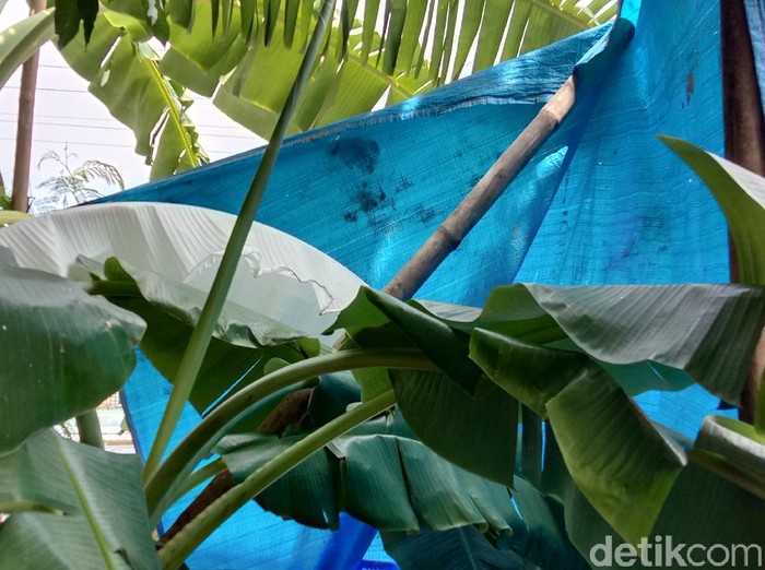 Viral daun pisang berwarna putih di Kudus, Senin (9/11/2020).