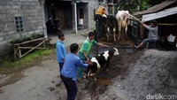 Hewan peliharaan itu dievakuasi menggunakan truk. Pius Erlangga/detikcom.