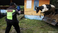 Polisi juga dikerahkan untuk membantu evakuasi hewan peliharaan warga. Pius Erlangga/detikcom.