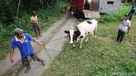 Warga dan Hewan Peliharaan di Lereng Merapi Dievakuasi