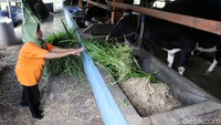 Warga memberi makan di kandang bersama sesudah proses evakuasi hewan ternak