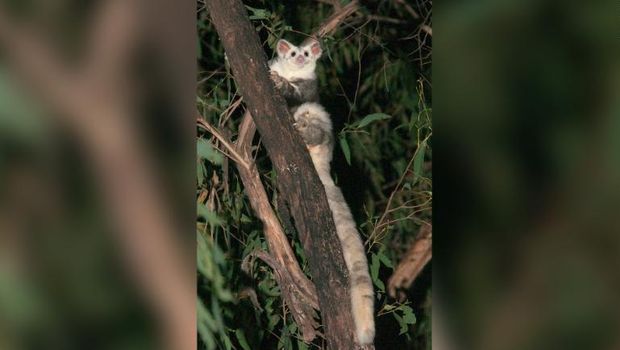 2 Spesies Baru Ditemukan di Australia