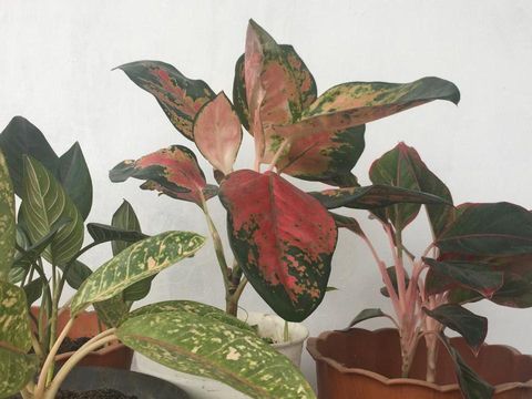 Aglonema Red Sumatera Dan 3 Jenis Lagi Tanaman Hias Paling Mahal Sekarang Ada Keliatan Biasa Saja Tribun Timur