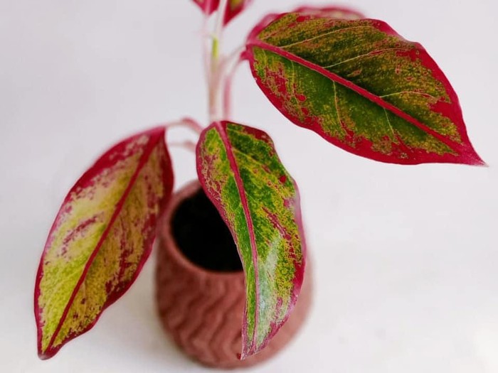 aglonema merah Jenis Aglonema Siam Aurora