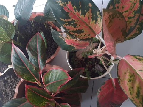 aglonema merah Aglonema Pride Of Sumatera dan Aglonema Lipstik (Siam Aurora)