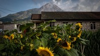 Meski begitu, Hanik baru bisa memastikan potensi bahaya erupsi Merapi jika kubah lava sudah muncul ke permukaan.  