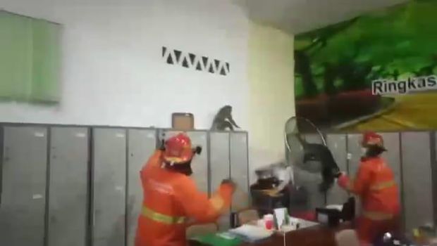 monyet di surabaya