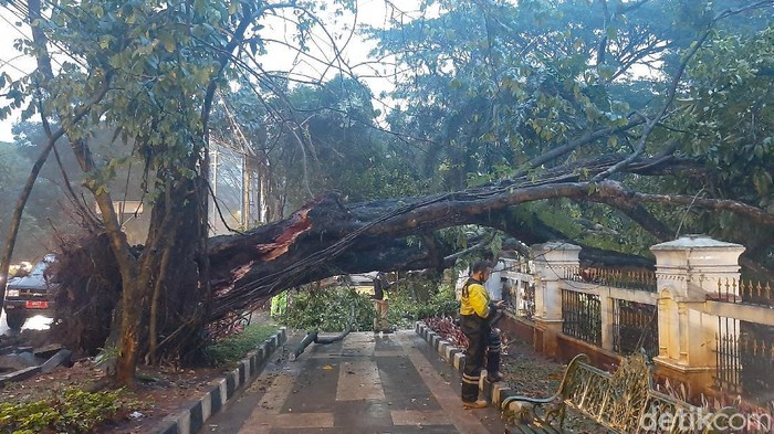 Pohon Tumbang di Bogor