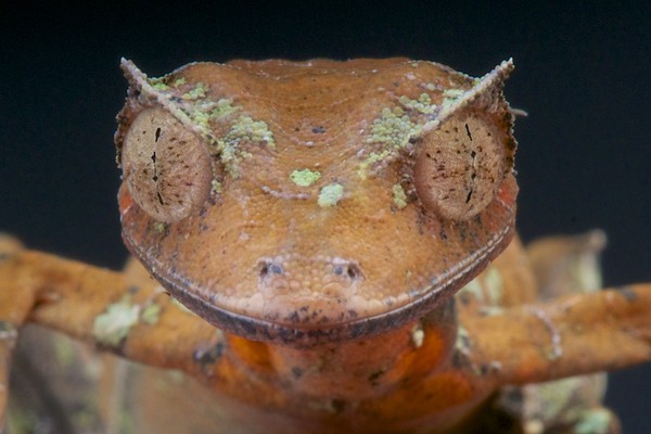 Tokek setan ekor daun hidup di hutan tropis Madagaskar, Afrika. (Getty Images/iStockphoto)