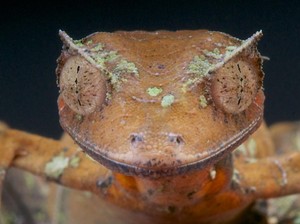 Seperti Kesurupan Kalau Lagi Marah, Ini Tokek Setan Ekor Daun