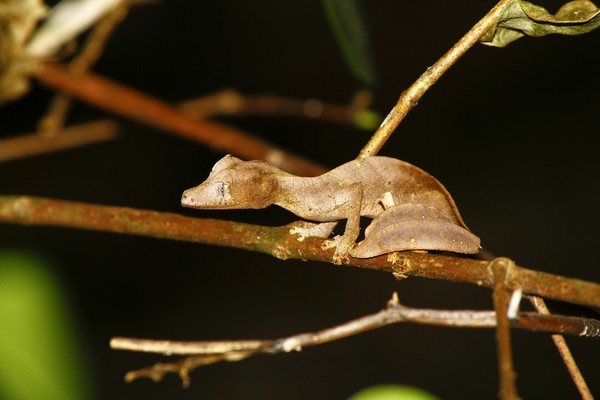Tokek ini kalau marah bakal berdiri, membuka mulutnya dan menjerit dengan sangat kuat. (Getty Images/iStockphoto) Tokek ini kalau marah bakal berdiri, membuka mulutnya dan menjerit dengan sangat kuat. (Getty Images/iStockphoto)