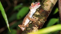 Kalau ke Madagaskar coba deh ajak warga lokal buat mencari tokek langka ini, siapa tahu ketemu buat difoto. Jangan dibawa pulang, ya! (Getty Images/iStockphoto)