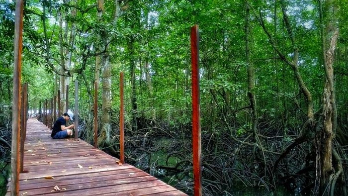 Wisata Mangrove Muara Badak, Kalimantan Timur