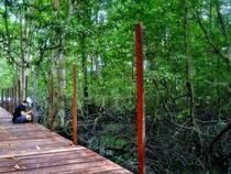 6 Hutan Mangrove Paling Hits di Pulau Kalimantan
