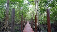 Ada juga Wisata Mangrove di Muara Badak. Jangan kaget jika bisa menemukan populasi bekantan di hutan mangrove yang masih alami ini (Edelweiss Blogger/dTraveler)
