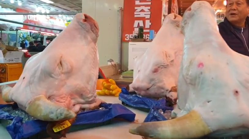 Wow! YouTuber Mukbang Kepala Sapi Utuh Seberat 30 Kg