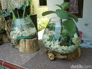Cantiknya Akuarium Mini Beralas Akar Kayu Karya Warga Pasuruan