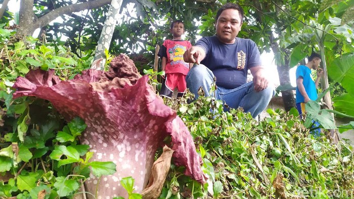Bunga bangkai di cianjur