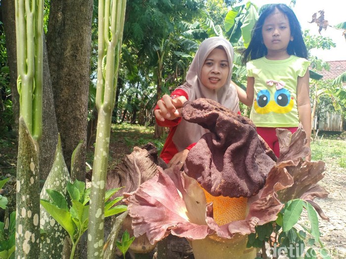 bunga bangkai di madiun