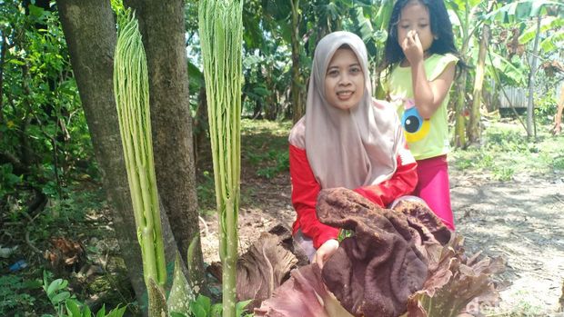 bunga bangkai di madiun