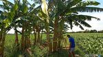 Viral Daun Pisang Mirip Kain Kafan di Kudus Viral Daun Pisang Mirip Kain Kafan di Kudus