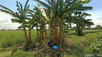 Daun pisang tersebut, tumbuh di pekarangan milik Sriatun (68) warga Desa Bulung Cangkring Kecamatan Jekulo, Kudus. Keanehan tersebut membuat warga sekitar datang menyaksikan daun pisang berwarna putih tersebut.  